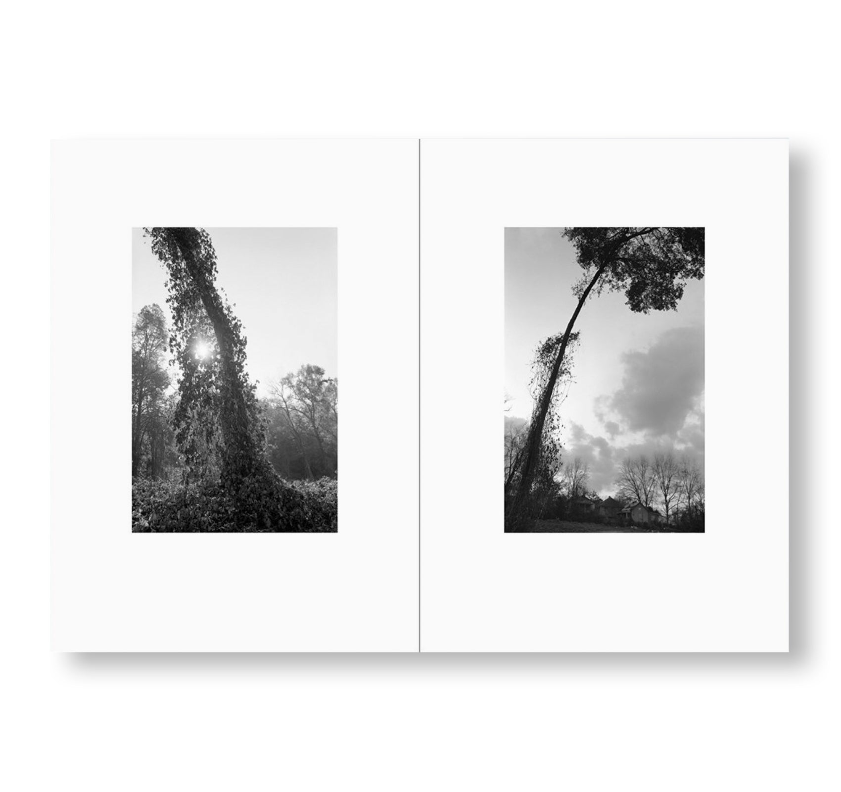 ONE PICTURE BOOK TWO #32: BENT TREE by Mark Steinmetz [SPECIAL EDITION]