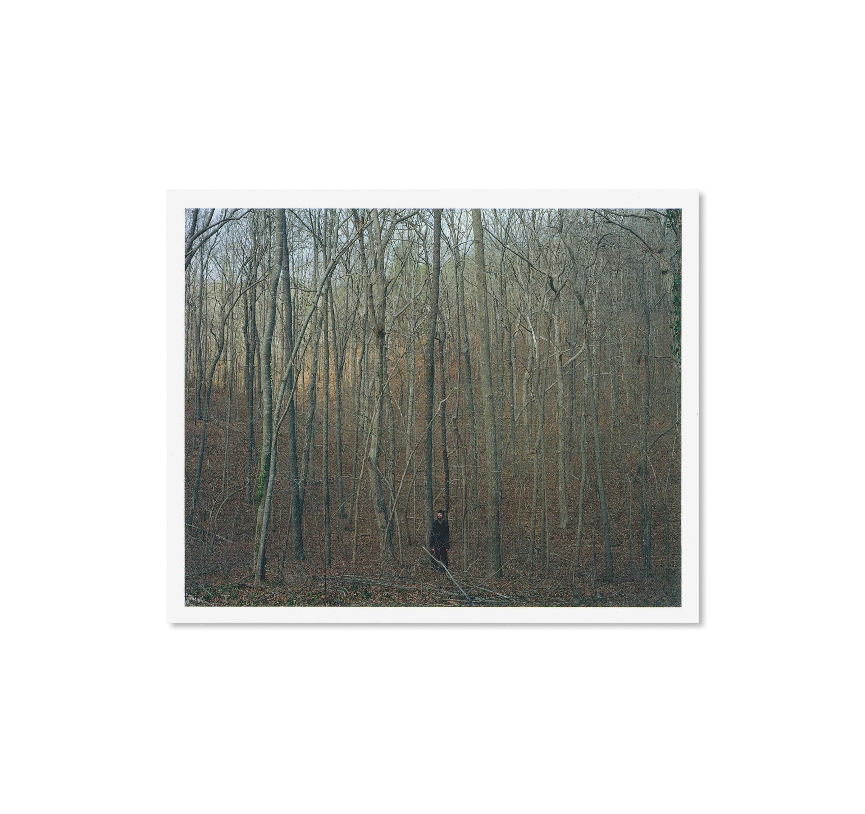 GATHERED LEAVES POSTCARDS by Alec Soth